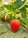 Strawberry ripe in the garden