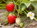 Strawberry ripe in the garden