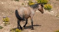 Strawberry Roan Wild Horse Stallion in the Pryor Mountains Wild Horse Range on the border of Wyoming in the United States