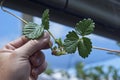 A strawberry runner plant with roots starting to develop