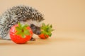 Strawberry season. Hedgehog and strawberry berries.food for hedgehogs. Cute gray hedgehog and red strawberries on a