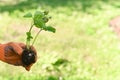 a strawberry seedling with green berries in his hand. Royalty Free Stock Photo