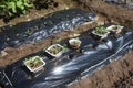 Strawberry seedling planting work in the vegetable garden. Royalty Free Stock Photo