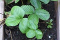 Strawberry seedling planting work in the vegetable garden. Royalty Free Stock Photo