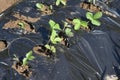 Strawberry seedling planting work in the vegetable garden. Royalty Free Stock Photo