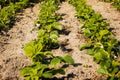 Strawberry seedlings