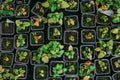 Strawberry seedlings in plastic boxes, top view, in modern hydroponic greenhouse for cultivation of flowers and ornamental plants Royalty Free Stock Photo