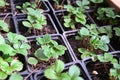 Strawberry seedlings in pots growing in a garden nursery, top view. Potted seedlings of strawberry