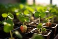 Strawberry seedlings in small pots seedbeds, generative ai Royalty Free Stock Photo