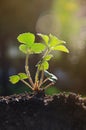 Strawberry seedlings