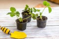 Strawberry seedlings in transport pots on dirt and shovel, preparing for transplanting in spring during horticultural