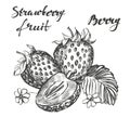 Strawberry set hand drawn vector illustration sketch
