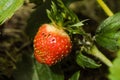 Strawberry single frute with leaves on blured dark background Royalty Free Stock Photo