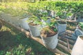 Strawberry Sprout in the Garden Morning. Agricultural Industry i