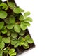 Flat lay strawberry sprout green plant in the basket with white cope space isolated on white