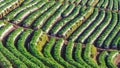 Strawberry terrace plantation at doi angkhang chiangmai thailand