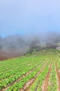 Strawberry terrace plantation farm with fog