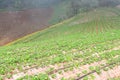 Strawberry terrace plantation farm with fog on background