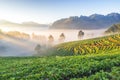 Strawberry Terrace Plantation with Morning Mist at Sunrise, Ang Khang Moutnian, Chiangmai, Thailand