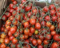 Strawberry tomato, Solanum lycopersicum