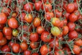 Strawberry tomato, Solanum lycopersicum