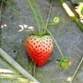 A strawberry tree Royalty Free Stock Photo
