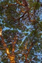 Strawberry tree Arbutus or Pacific madrona, madrone - evergreen tree with rich orange-red bark