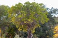 Strawberry Tree (Arbutus Unedo) Royalty Free Stock Photo