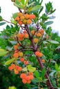 Strawberry tree near Castle of Manzanares El Real, Spain