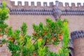 Strawberry tree near Manzanares El Real Castle, Spain