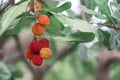 Arbutus Fruit Royalty Free Stock Photo