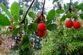 Strawberry tree Arbutus unedo fruit.