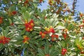 Strawberry tree arbutus unedo, fruits Royalty Free Stock Photo