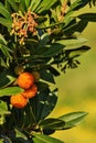 Strawberry tree -arbutus unedo Royalty Free Stock Photo