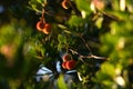 A strawberry tree arbutus unedo with mature fruits. Arbutus unedo is an evergreen plant typical of the Mediterranean region. The Royalty Free Stock Photo