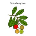 Strawberry tree Arbutus unedo , medicinal plant Royalty Free Stock Photo