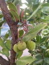 Strawberry tree bush with small arbutus fruits