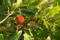 Strawberry tree, cane apple (Arbutus unedo)