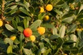 Strawberry tree, cane apple (Arbutus unedo) Royalty Free Stock Photo