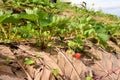 Strawberry farming in Chiangmai, Thailand Royalty Free Stock Photo