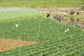 Strawberry tree field