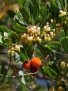 Strawberry tree flowers and fruits, Arbutus unedo, France