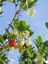 Strawberry tree flowers and fruits, Arbutus unedo, France