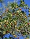 Strawberry tree flowers and fruits, Arbutus unedo, France