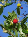 Strawberry tree flowers and fruits, Arbutus unedo, France