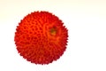 Strawberry tree fruit - Arbutus unedo