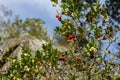 Strawberry tree with fruits Royalty Free Stock Photo