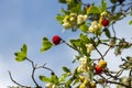 Strawberry tree with fruits and flowers Royalty Free Stock Photo
