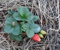 Strawberry tree and fruits in garden Royalty Free Stock Photo