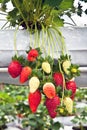 Strawberry Tree In The Garden Royalty Free Stock Photo